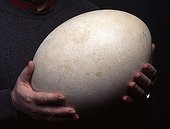 Elephant bird Egg ; Volume of the egg, eight liters<br>Character: Jacques Maigret 