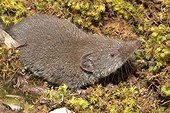 Shrew on moss France 