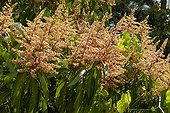 Flowers Central chain Mango in New Caledonia