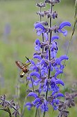 Moth gathering nectar from Sage flower France