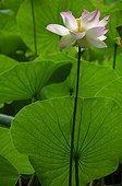 Sacred lotus flower France 