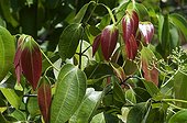 Cinnamon leaves in Mahé Seychelles
