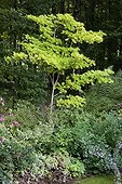 Japanese maple 'Aureum' in a garden