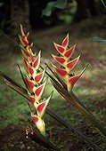 Heliconia in bloom in a garden