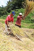 Threshing rice near Bukittinggi Sumatra 