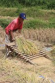 Threshing rice near Bukittinggi Sumatra 