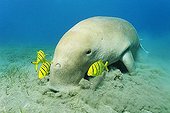 Dugong (Dugong dugon) and three Golden Trevally fish (Gnathanodon speciosus), Shaab Marsa Alam, Red Sea, Egypt, Africa