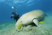 Dugong (Dugong dugon) and two Golden Trevally fish (Gnathanodon speciosus), Shaab Marsa Alam, Red Sea, Egypt, Africa