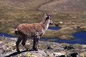 Iberian Ibex or Spanish Wild Goat (Capra pyrenaica), Sierra de Gredos, Gredos Range, Spain, Europe