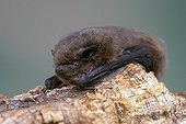 Common Pipistrelle Bat clinging to a piece of wood Austria