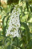 Orange eye butterflybush 'Alba' in bloom in a garden
