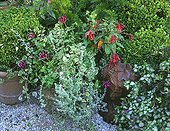 Flowers in pot on garden terrace ; Mintleaf 'Variegatus'<br>Henbit 'Orchid frost'
