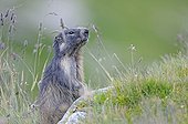 Marmot Alpine supervisor in the grass Alps France