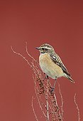 Whinchat on a branch Finland