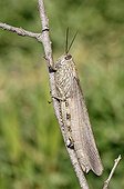 Tree Locust (Anacridium aegypticum), Camargue, Provence, South France, Europe