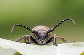 Morimus funereus Beetle, Provence, South France, Europe