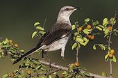 Northern Mockingbird (Mimus polyglottos), adult on Desert Hackberry (Celtis pallida), Willacy County, Rio Grande Valley, South Texas, USA