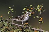 Lark Sparrow (Chondestes grammacus), young on Desert Hackberry (Celtis pallida), Willacy County, Rio Grande Valley, Texas, USA