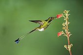 Booted Racket-tail (Ocreatus underwoodii), male feeding from flower in cloud forest rainforest, Mindo, Ecuador, Andes, South America