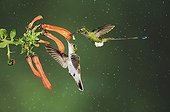 Booted Racket-tail (Ocreatus underwoodii) and Andean Emerald (Amazilia franciae), two males feeding on flower during rain in cloud forest rainforest, Mindo, Ecuador, Andes, South America
