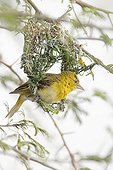 Lesser Masked Weaver female inspecting the nest Kruger NP