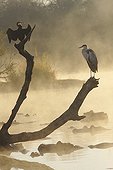 Anhinga and Heron on a branch at sunrise Kruger NP