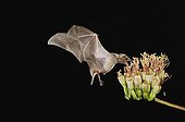 Lesser Long-nosed Bat (Leptonycteris curasoae), adult in flight at night feeding on and pollinating Agave blossom (Agave sp.), Sonoran Desert, Tucson, Arizona, USA