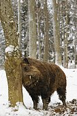Male Wild Boar (Sus scrofa), snow