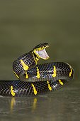 Mangrove Snake (Boiga dendrophila)