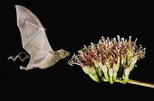 Lesser Long-nosed Bat (Leptonycteris curasoae), adult in flight at night feeding on Agave blossom (Agave sp.), Tucson, Arizona, USA