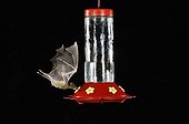 Lesser Long-nosed Bat (Leptonycteris curasoae), adult in flight at night feeding on Hummingbird feeder, Tucson, Arizona, USA
