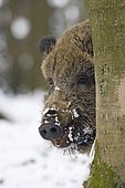 Wild boar (Sus scrofa) in the winter