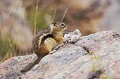 Golden-mantled Ground Squirrel (Spermophilus lateralis), adult eating wild mushroom, Rocky Mountain National Park, Colorado, USA