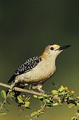 Golden-fronted Woodpecker (Melanerpes aurifrons), male on Desert Hackberry (Celtis pallida), Willacy County, Rio Grande Valley, South Texas, USA