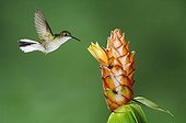 Black-bellied Hummingbird (Eupherusa nigriventris), female in flight feeding on Spiral Ginger (Costus Pulverulentus), Central Valley, Costa Rica, Central America
