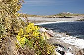 Séneçons arrachés Ile aux marins St-Pierre et Miquelon ; Expérience d'arrachage exhaustif du Senecio jacobae, espèce exotique envahissante, sur une petite île de l'archipel afin d'étudier la faisabilité de son contrôle à l'échelle de tout l'archipel. Des jeunes sont recrutés durant la saison de végétation par l'association SPM Frag'îles (association naturaliste) afin d'effectuer l'arrachage de différentes plantes envahissantes, dont le Séneçon.