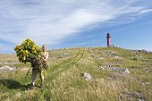 Arrachage des Séneçons Ile aux marins St-Pierre et Miquelon ; Expérience d'arrachage exhaustif du Senecio jacobae, espèce exotique envahissante, sur une petite île de l'archipel afin d'étudier la faisabilité de son contrôle à l'échelle de tout l'archipel. Des jeunes sont recrutés durant la saison de végétation par l'association SPM Frag'îles (association naturaliste) afin d'effectuer l'arrachage de différentes plantes envahissantes, dont le Séneçon.