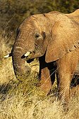 African Elephant (Loxodonta africana) feeding on a green thorn bush, Madikwe Game Reserve, South Africa, Africa
