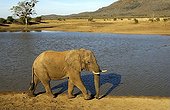 African Elephant (Loxodonta africana) strolling along the bank of the Tlou Dam water hole, Madikwe Game Reserve, South Africa, Africa