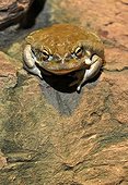 Colorado Toad (Bufo alvarius)