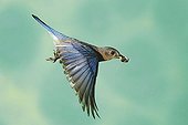Eastern Bluebird (Sialia sialis), male in flight with fecal sac, Willacy County, Rio Grande Valley, Texas, USA