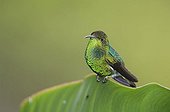 Coppery-headed Emerald (Elvira cupreiceps), male perched on banana leaf, Central Valley, Costa Rica, Central America