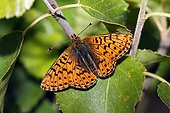 Cranberry Fritillary (Boloria aquilonaris) taking a sunbath on a birch leaf