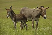 Feral Burros in grass Custer State Park South Dakota USA ; Decendents of burros used to carry visitors to Harney peak which were released and established small feral population which is managed and provides attraction for tourists