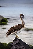 Brown Pelican (Pelicanus occidentalis) perched on small rock at the sea, Espanola, Hood Island, Galapagos archipelago, Unesco World Heritage Site, Ecuador, South America, Pacific