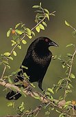 Bronzed Cowbird (Molothrus aeneus), male on Desert Hackberry (Celtis pallida), Willacy County, Rio Grande Valley, Texas, USA