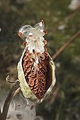 Milkweed seed in pod Vermont USA  ; Monarch butterfly host plant