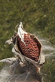 Milkweed seed in pod Vermont USA  ; Monarch butterfly host plant