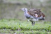 Male Great Bustard with radio-trecker standing in meadow GB