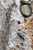 Long-horned beetle on the trunk of a sycamore France